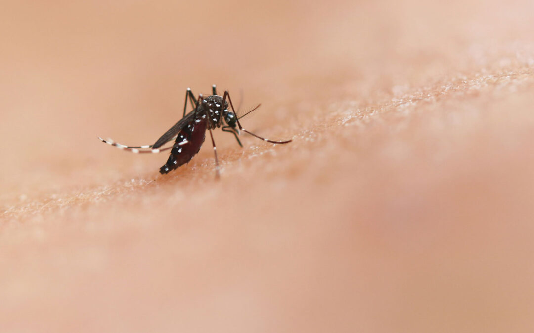 picadura de mosquito